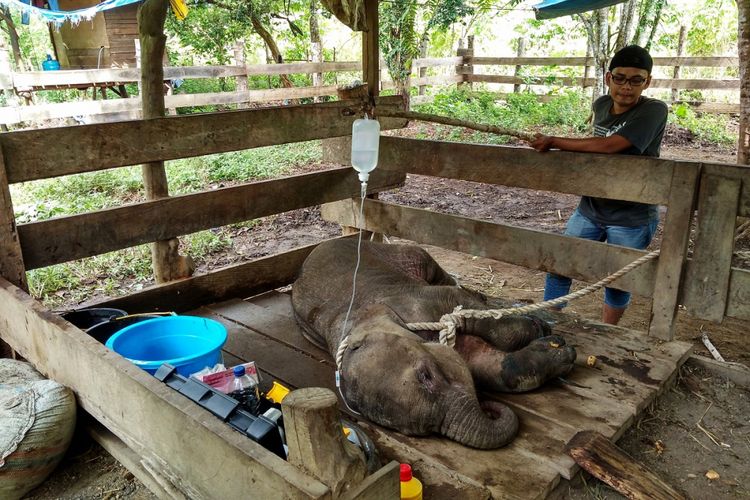 Bayi Gajah berusia satu tahun berjenis kelamin betina yang terluka dan ditemukan warga Geumpang Pidie, kini berhasil dievakuasi ke Pusat Konservasi Gajah (PKG) Saree dan sedang menjalani perawatan. Kondisi luka yang parah dan stres, membuat bayi gajah harus diinfus untuk memulihkan kondisinya.