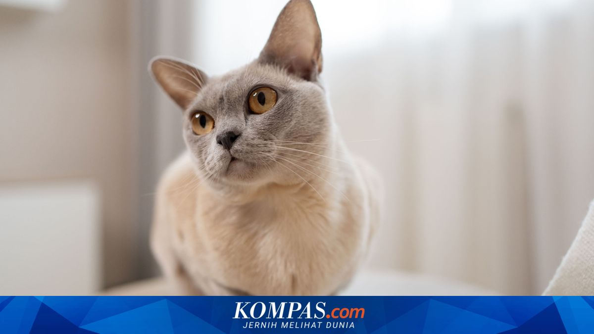Ras Kucing dengan Rata-rata Usia Hidup Paling Lama Menurut Penelitian