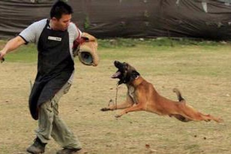 Anjing Pintar Tak Hanya Bisa Berguling