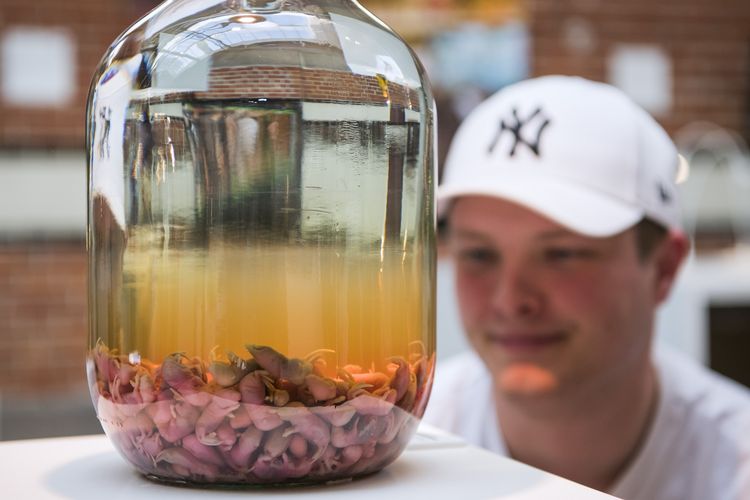 Foto arsip tertanggal 7 November 2018 menunjukkan seorang pengunjung melihat Wine Tikus dari China yang dipamerkan di Disgusting Food Museum di Malmo, Swedia.
