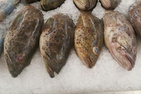 Terpukul Pandemi, Harga Ikan Kerapu di Kepri Anjlok Rp 50.000 Per Kg