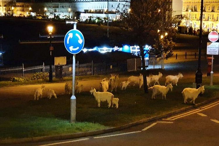 Kambing-kambing di jalanan Wales
