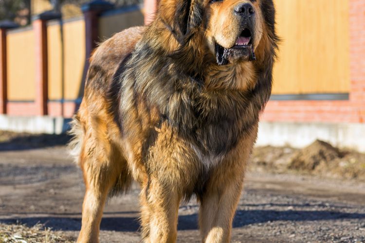 Ilustrasi anjing Tibetan mastiff.