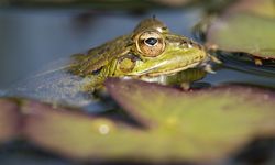 Krisis Amfibi Global, 788 Spesies dalam Bahaya Kepunahan