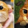 Mirip Puss in Boots di film Shrek, Kucing Oren Ini Punya Banyak Fans