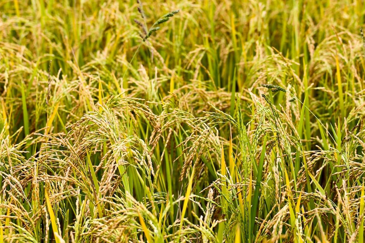 Ilustrasi tanaman padi. 