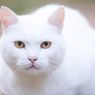 7 Hal Menarik tentang Kucing Putih yang Jarang Diketahui