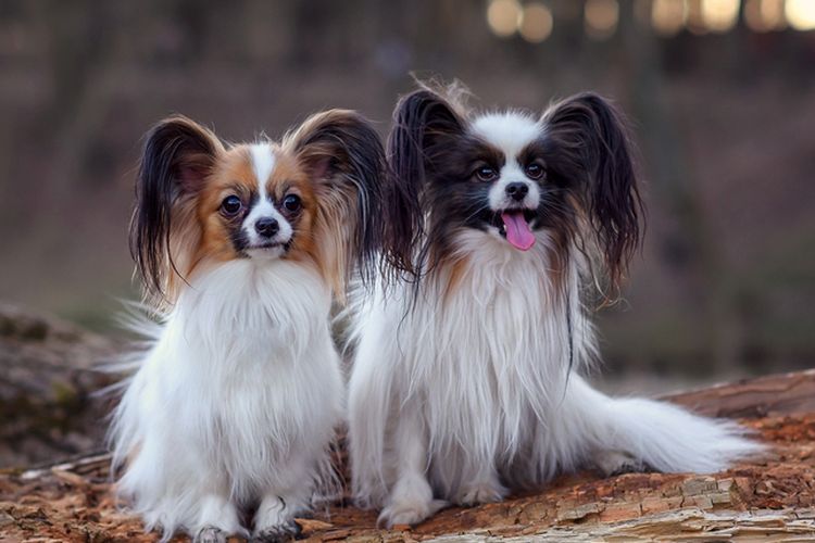 Ilustrasi anjing Papillon.