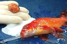 Seekor Ikan Emas Jalani Pembedahan Tumor di Australia