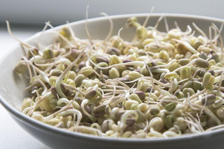 Ilustrasi tauge, toge. 