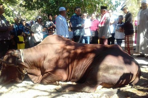 Jokowi Sumbang Sapi Seberat 1 Ton untuk Warga Kupang