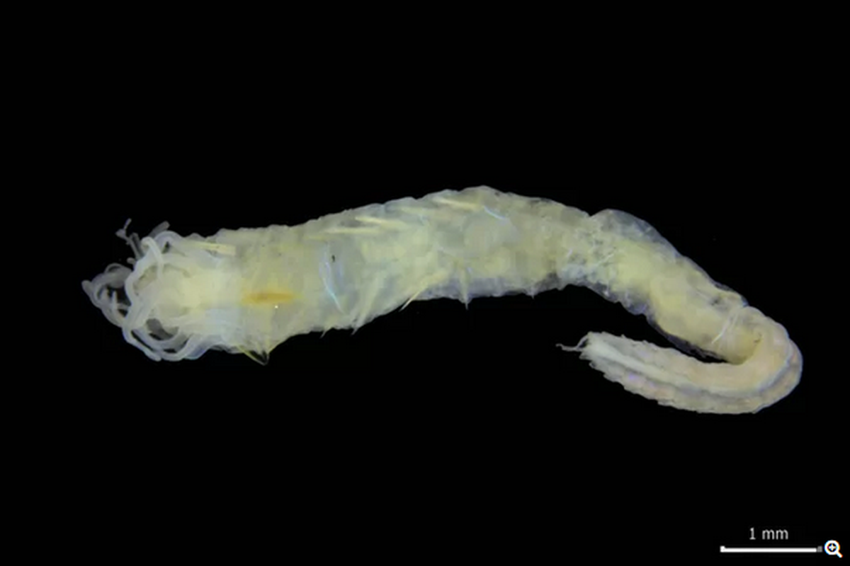 Ampharete oculicirrata, spesies cacing laut dari Skotlandia ini memiliki mata di pantat untuk mengintai keberadaan predator.