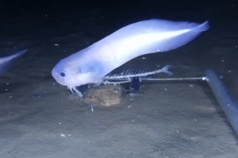 Tiga Ikan Spesies Baru Ditemukan di Bagian Terdalam Samudra Pasifik