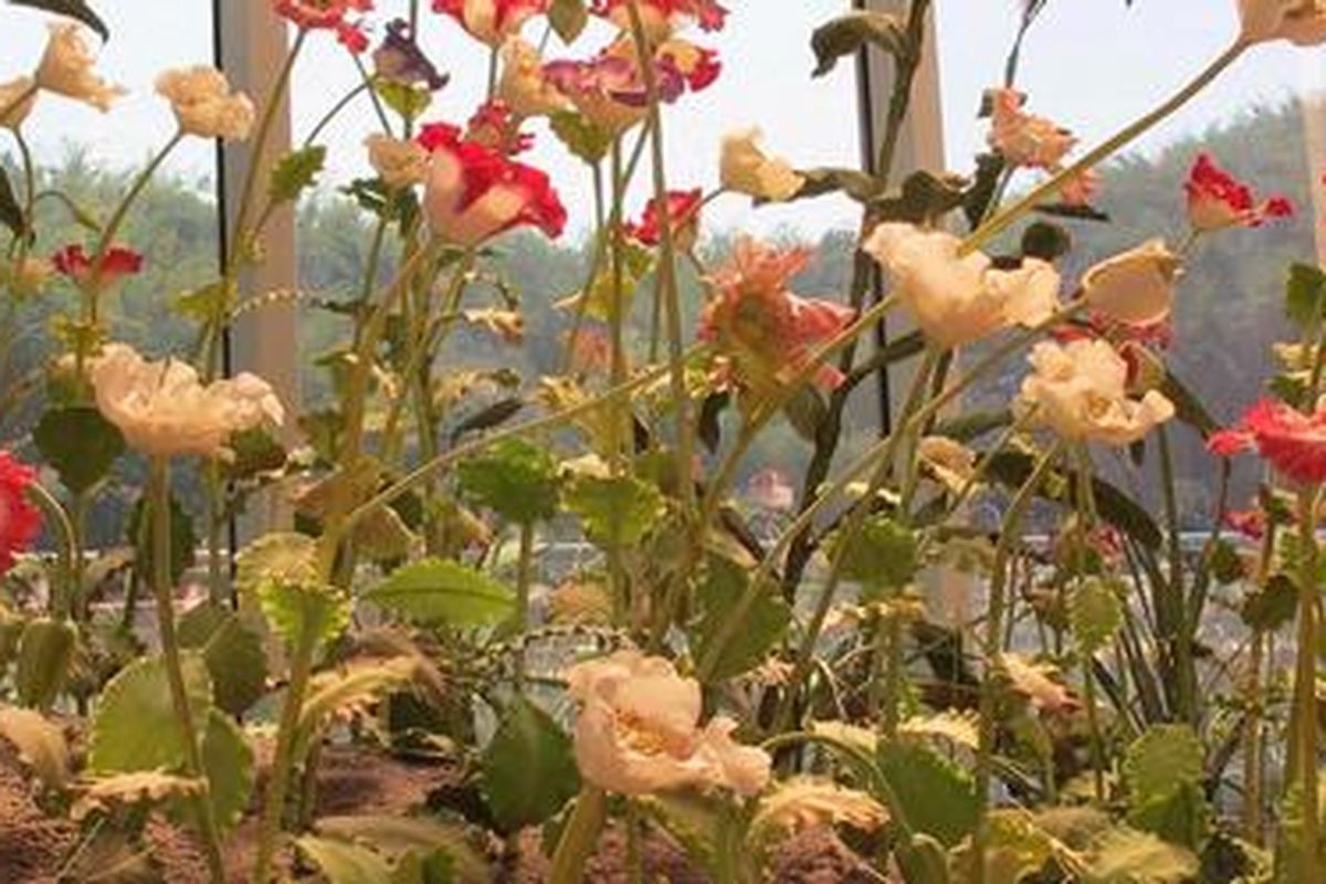 Bunga opium (candu) warna-warni di Hall of Opium, di Chiang Saen, Chiang Rai, Thailand Utara. Candu yang berbunga putih menghasilkan getah candu terbaik. Getah candu dihasilkan dengan menyayat buah candu. 