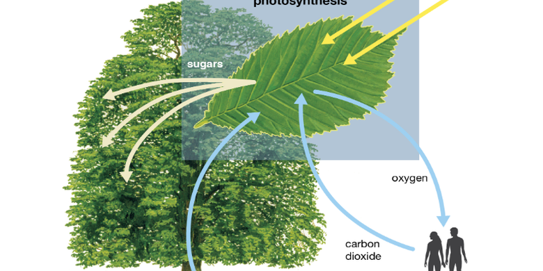 Jelaskan pada bagian daun yang mana terjadi fotosintesis dan buktikan berdasarkan data pengamatan tersebut