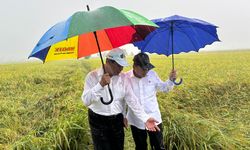 Di Merauke, Mentan dan Wamenhan Gelar Panen Raya Padi Saat Hujan Deras