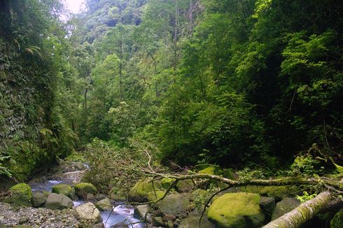 19 Taman Wisata Alam yang Masih Buka, Ada TWA Tanjung Tampa