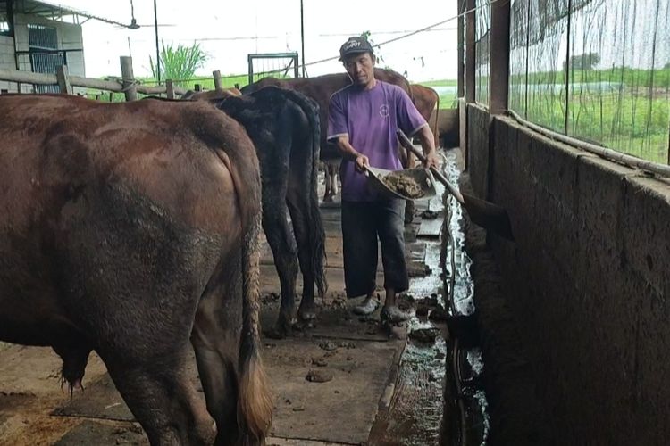 Rojai mengumpulkan kotoran sapi di dalam ternaknya di tengah area persawahan di Desa Tegalkarang Kecamatan Palimanan Kabupaten Cirebon, Rabu (13/3/2024) siang. Kotoran sapi yang baru keluar ini akan difermentasi lalu dibuat pupuk organik padat.
