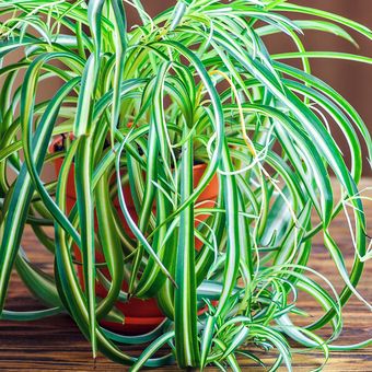 Ilustrasi tanaman laba-laba atau spider plant.