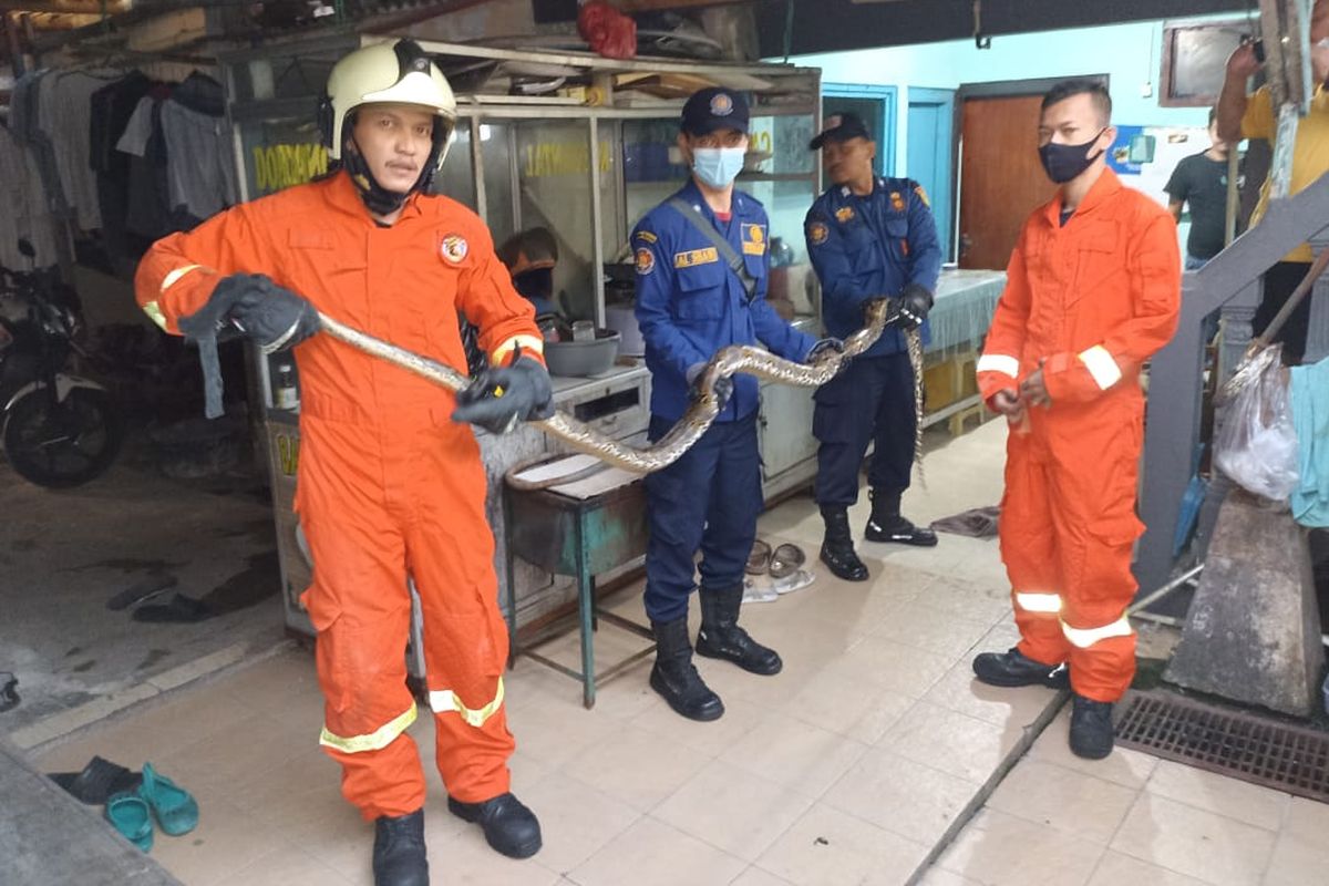 Seekor ular sepanjang empat meter dievakuasi di Jalan Serdang Baru 1, No. 2 RT 01 RW 05, Kemayoran, Jakarta Pusat, Selasa (5/10/2021). 