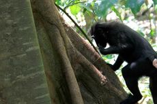 Petani Bireuen Resah Tanaman Palawija Diserang Monyet dan Babi