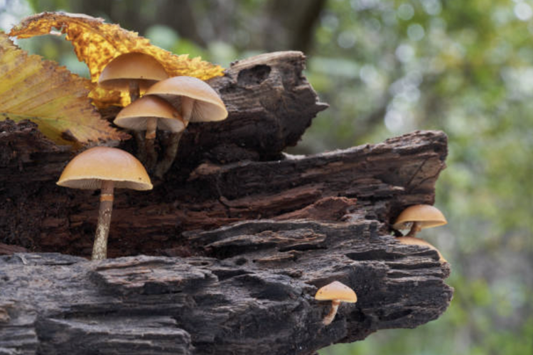 ilustrasi Autumn Skullcap, jamur palng mematikan di dunia