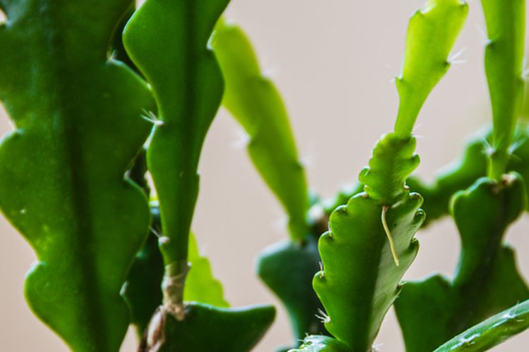 Ilustrasi tanaman kaktus zigzag atau kaktus tulang ikan. 