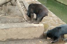 Kardit Si Beruang Kurus di KBB Disebut Pernah Idap Cacingan