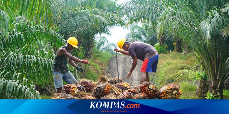 [POPULER MONEY] 5 Orang Paling Tajir Berkat Sawit | Ahok Lelang Batik Miliknya