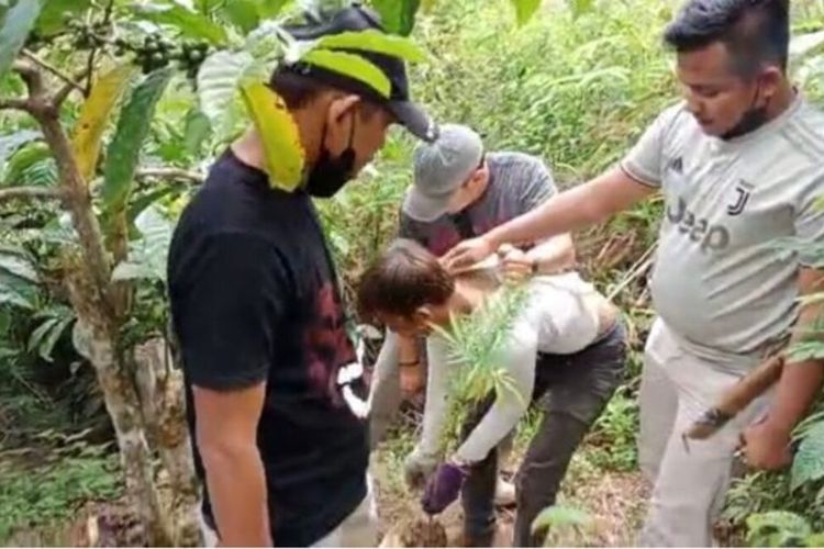 Pohon ganja yang ditanam petani kopi di Kecamatan Sekincau, Lampung Barat.