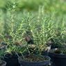 Apa Benar Tanaman Rosemary Bisa Mengusir Nyamuk? Ini Penjelasannya