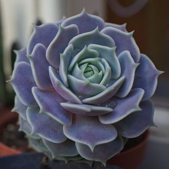 Ilustrasi tanaman Echeveria Lola. 