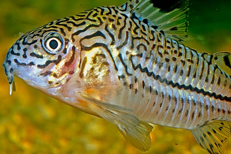 Ilustrasi ikan Corydoras. 