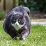 4 Bahaya Jika Kucing Terlalu Gemuk, Salah Satunya Diabetes