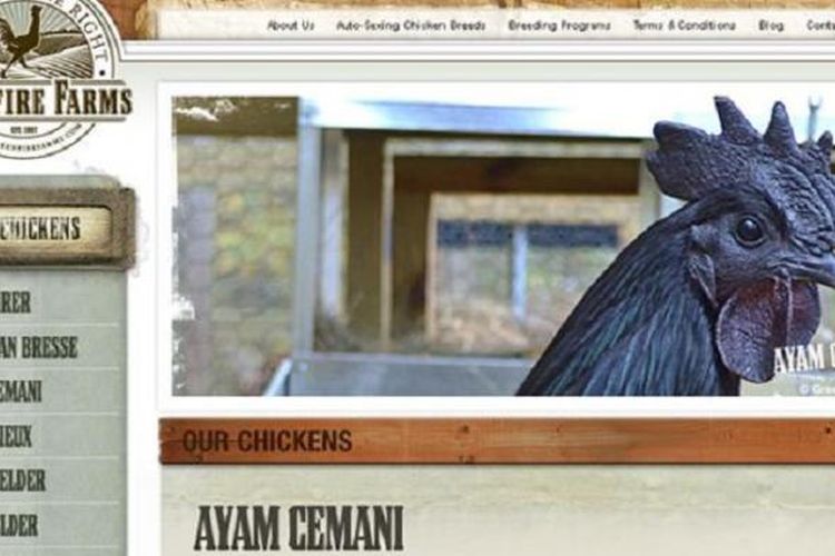 Situs peternakan AS, Greenfire Arms yang menawarkan Ayam Cemani