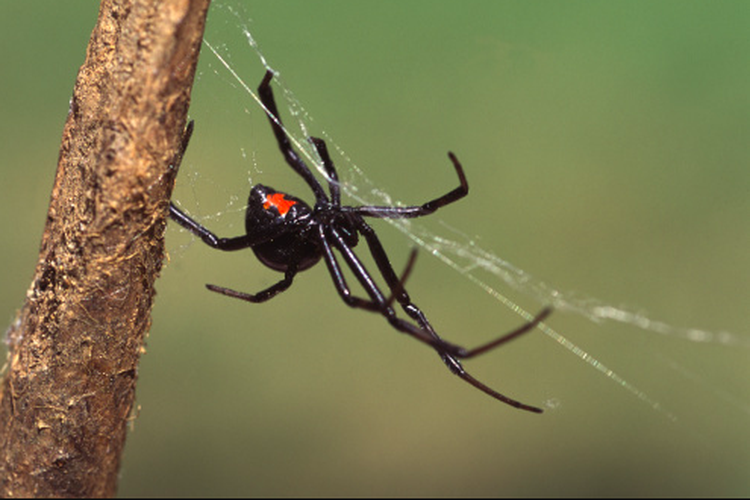 Ilustrasi laba-laba black widow