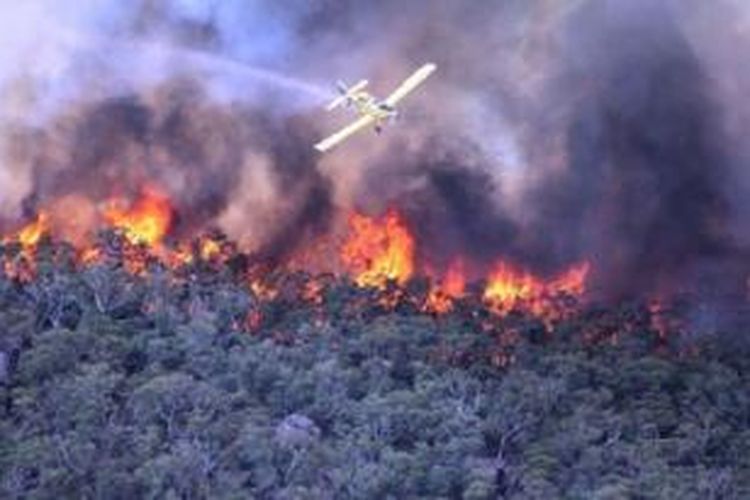 Ilustrasi kebakaran hutan.