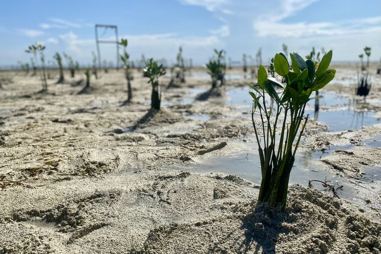 Warga Pulau Pari, DMC Dompet Dhuafa, dan Walhi Nasional menanam mangrove di Pantai Rengge, Pulau Pari, Kepulauan Seribu, Jakarta, Senin (8/7/2023) pagi. 