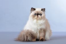 10 Ras Kucing Paling Populer di Dunia, Ada Persia hingga Main Coon