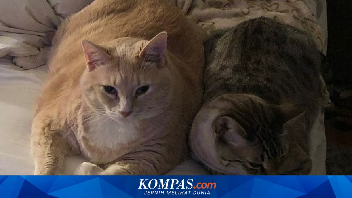 Berbobot 15 Kilogram, Kucing Ini Jalani Diet Ketat