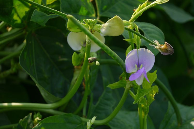Tanaman kacang panjang