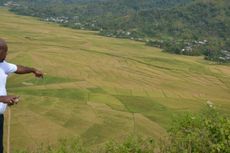 Keunikan Sawah Lodok di Manggarai Raya 