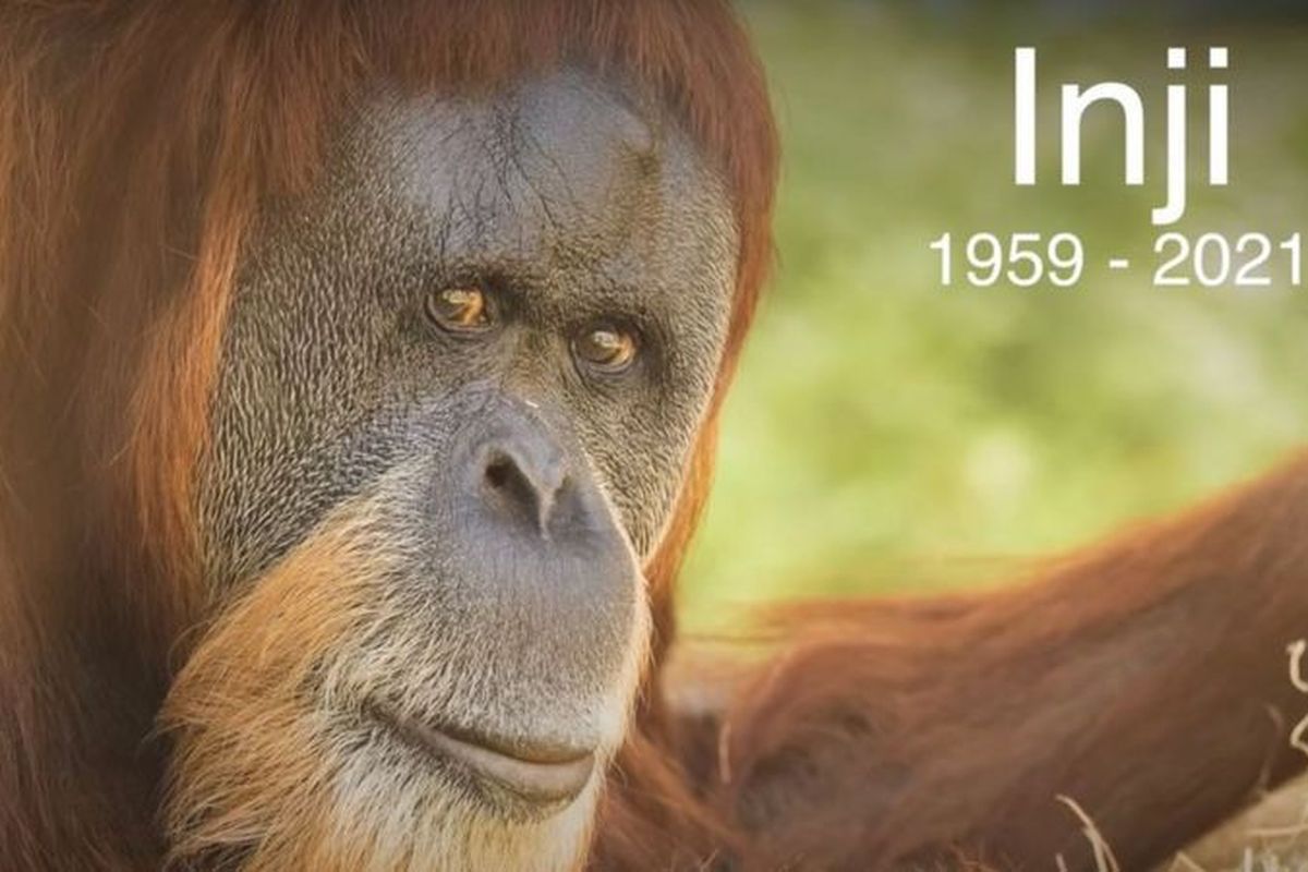 Oregon Zoo mengunggah video di media sosial untuk mengenang Inji, orangutan tertua di dunia yang disuntik mati karena sakit.