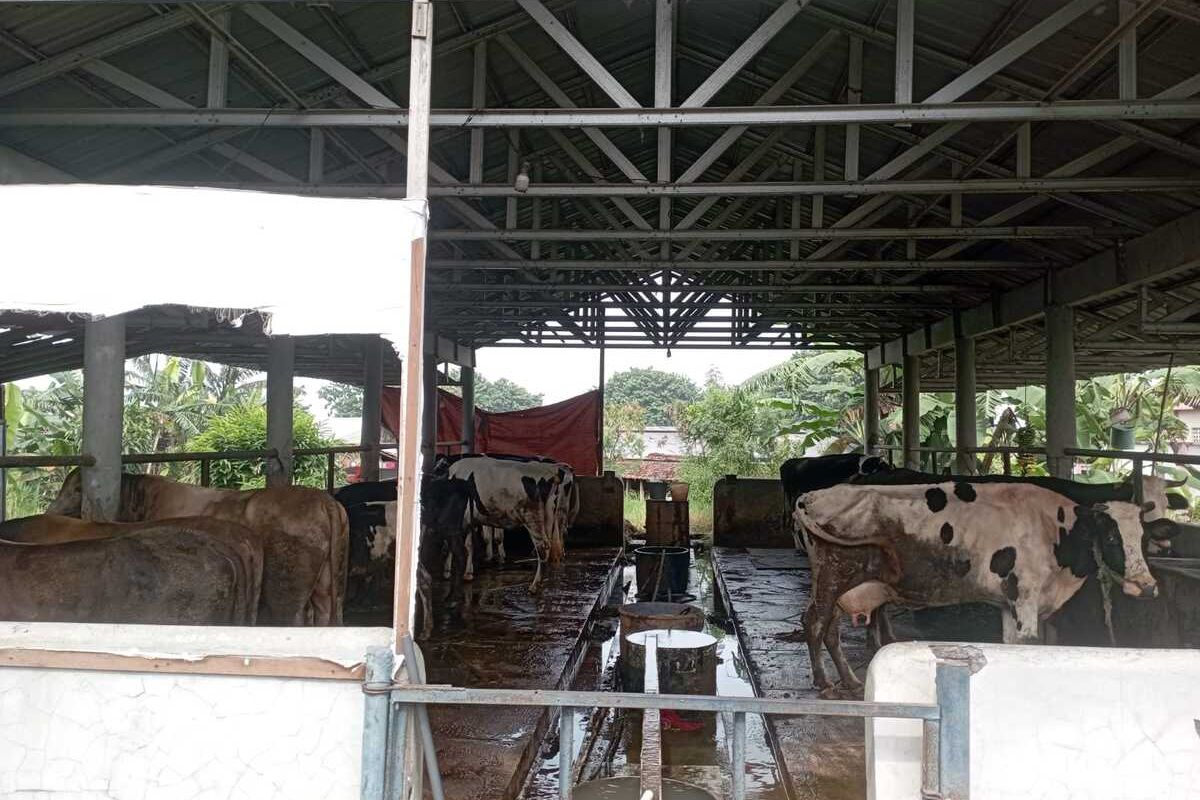 Kandang ternak Khamad (62), ditutup rapat di Kecamatan Mijen, Kota Semarang, Jawa Tengah, Kamis (16/1/2025).
