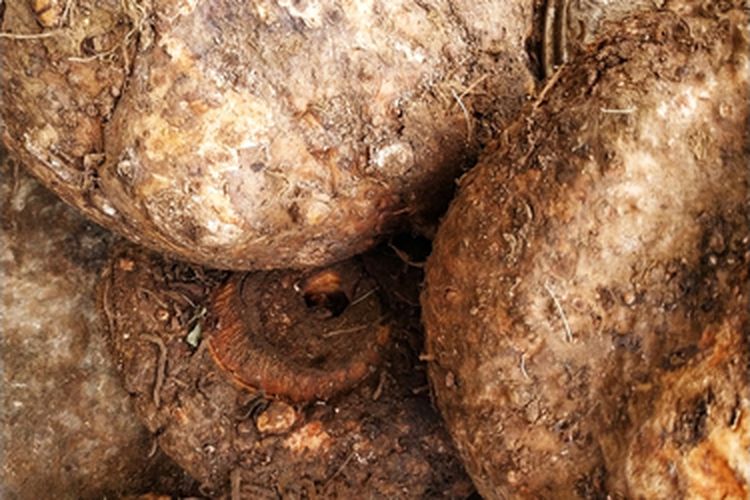 Ilustrasi suweg, budidaya suweg