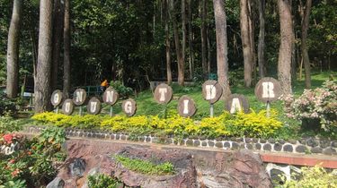 Pohon Pinus Tumbang di Gunung Tidar Magelang, Satu Pengunjung Tewas, 4 Orang Luka-luka