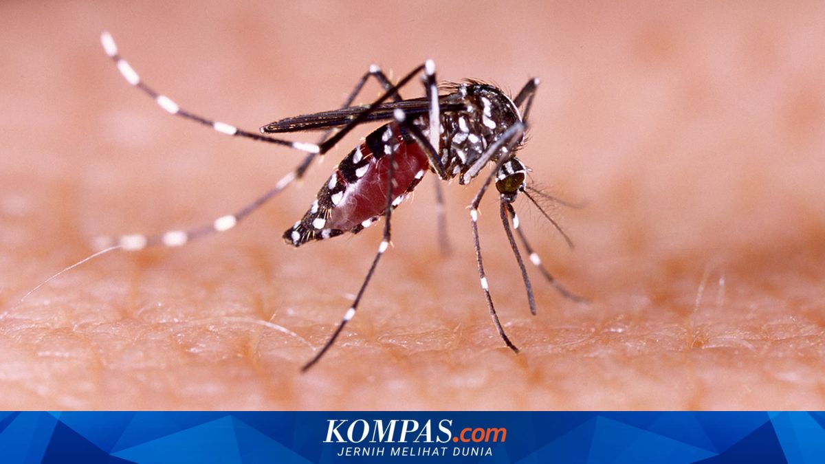 DBD Jadi Ancaman Anak Sepanjang Tahun, Dokter Ingatkan Orangtua Tak Lengah Saat Tahun Ajaran Baru