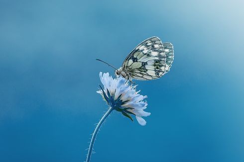 Mengapa Kupu-kupu Tidak Bisa Terbang Jika Kedinginan?