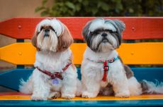 Anjing Membenci Tukang Pos dan Pengantar Paket, Mitos atau Fakta?