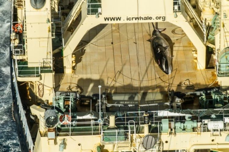 Pemburuan paus oleh pemerintah Jepang dengan dalih penelitian. (Sea Shepherd Global/AFP via Japan Today)